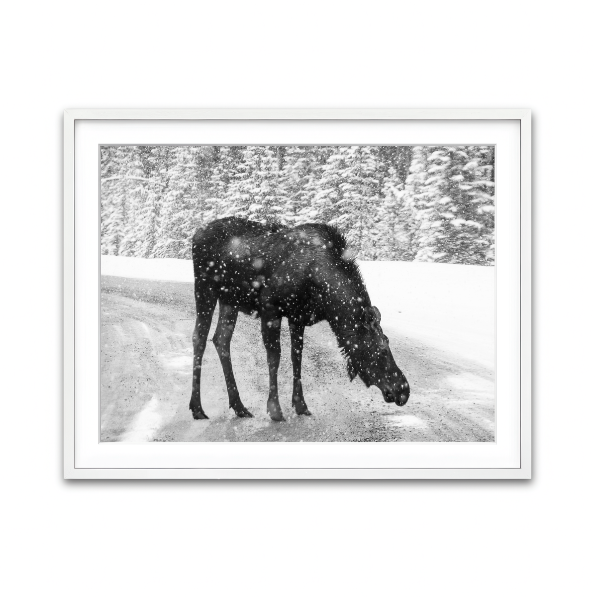 Moose Wall Art