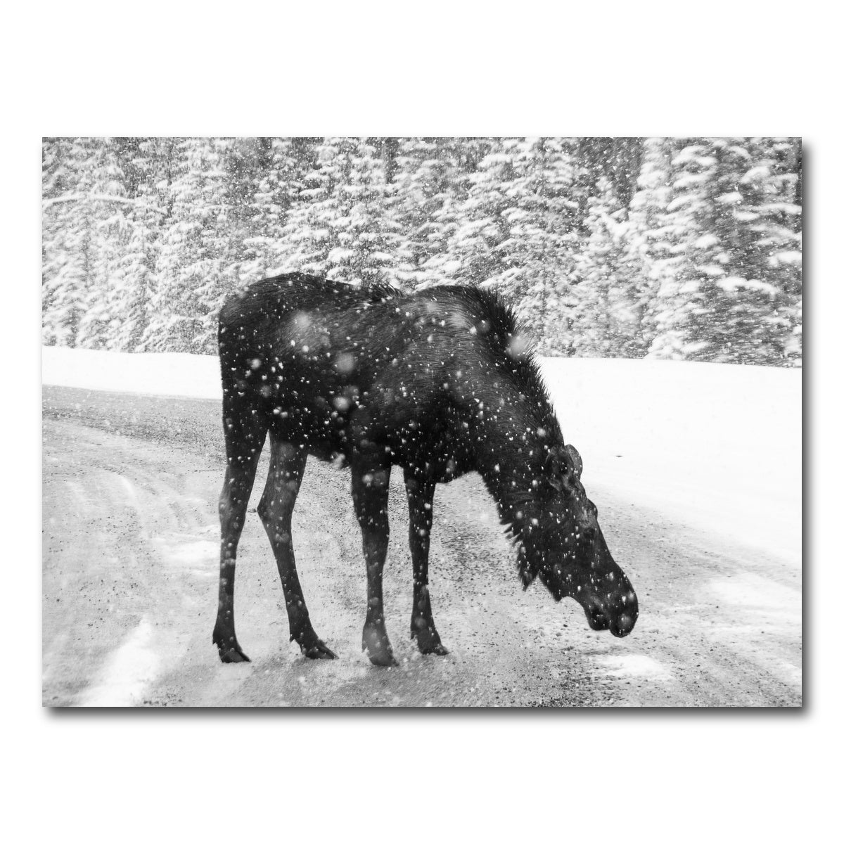Moose Wall Art