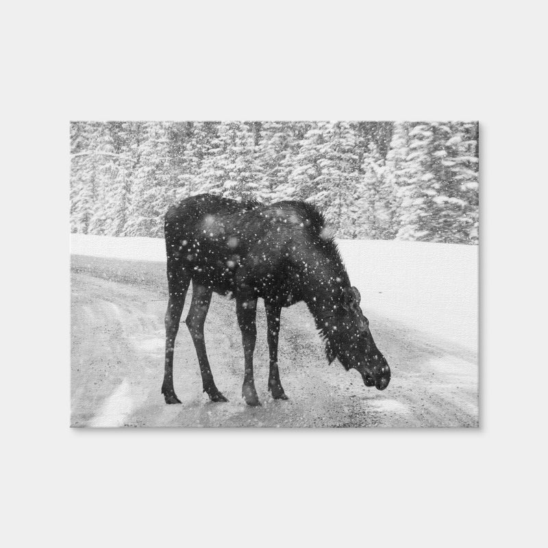 AUTO-MOCKUP WHITE | Moose | 1 Piece | Gallery Wrap | group=4x3