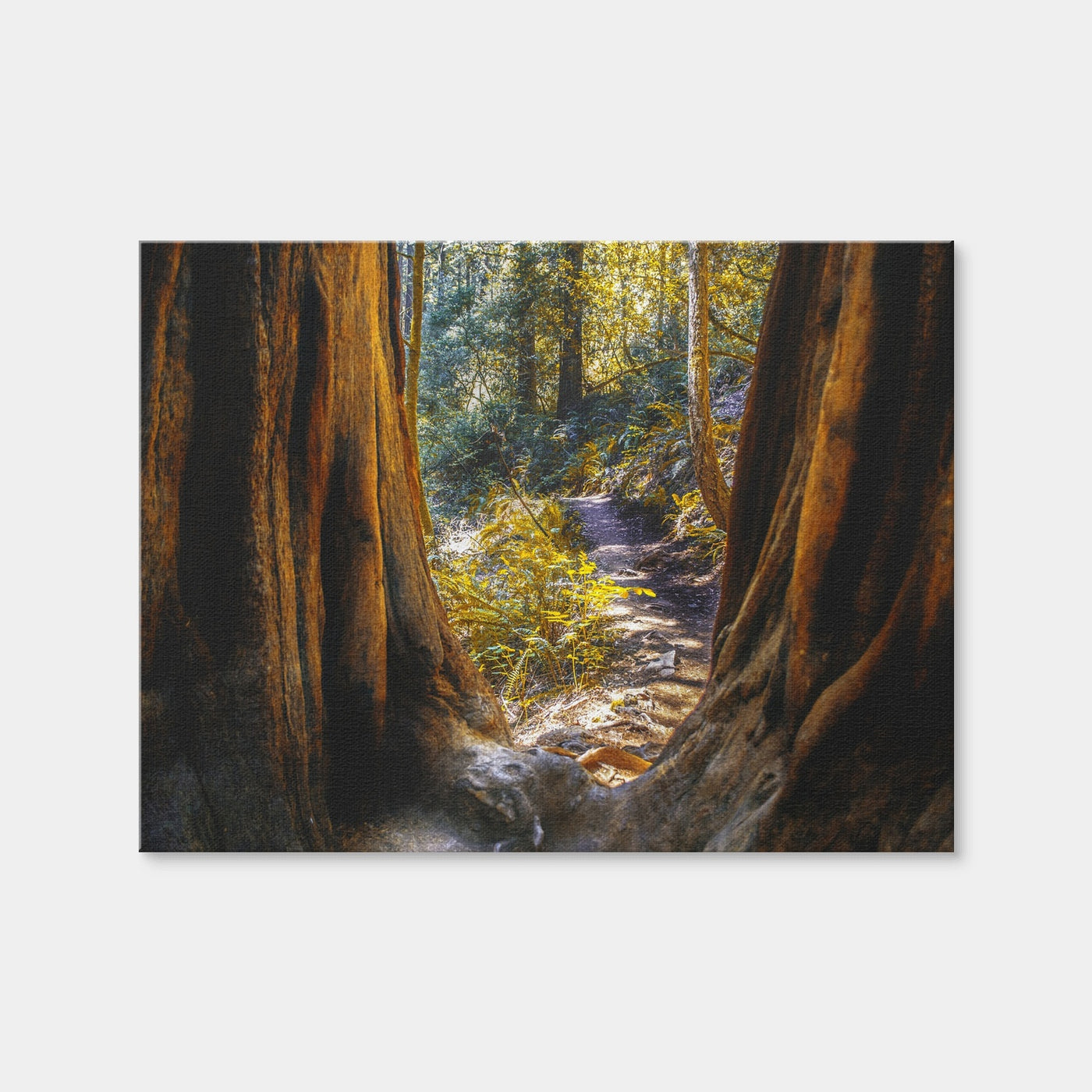 AUTO-MOCKUP WHITE | Muir Woods | 1 Piece | Gallery Wrap | group=4x3