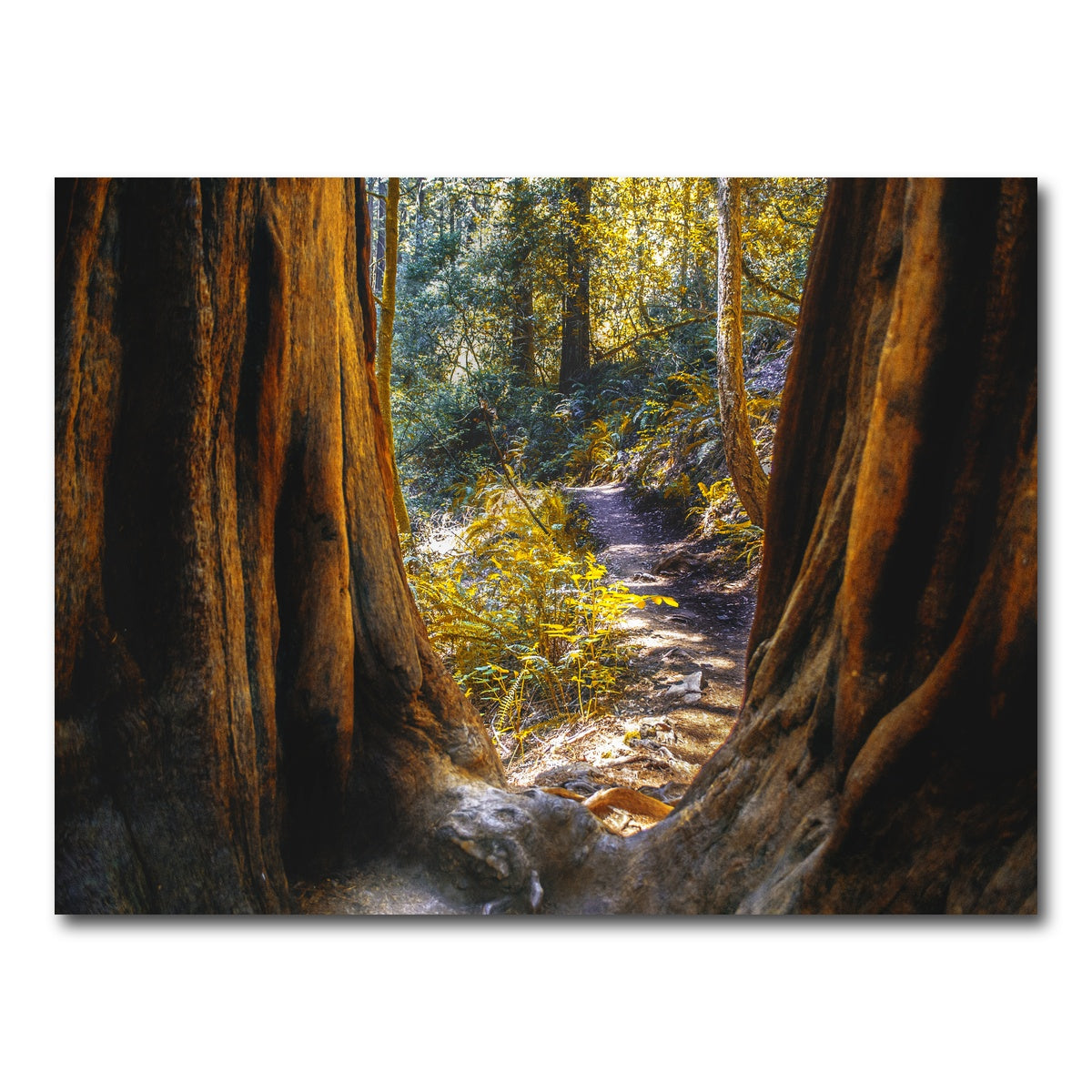 AUTO-MOCKUP WHITE | Muir Woods | 1 Piece | Gallery Wrap Canvas | group=4x3