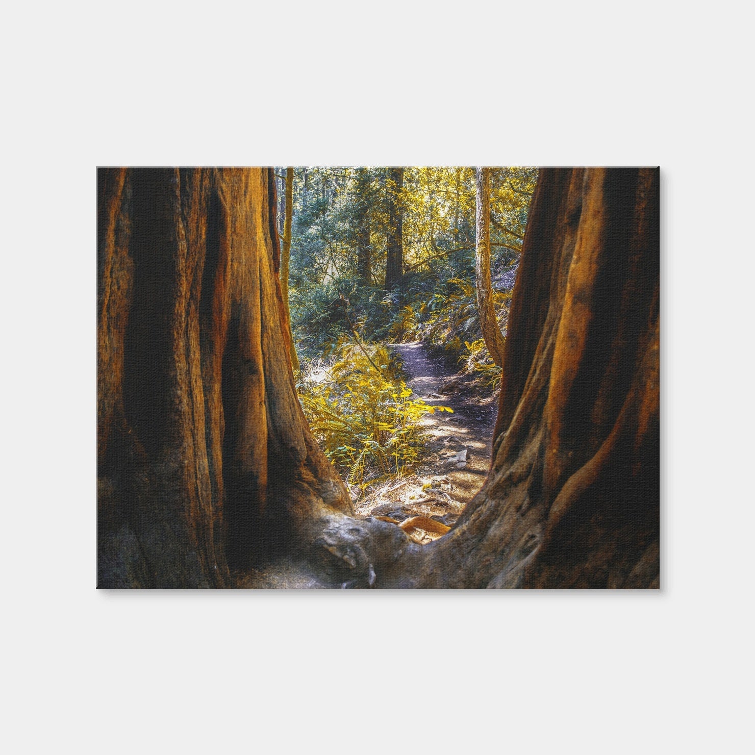 AUTO-MOCKUP WHITE | Muir Woods | 1 Piece | Gallery Wrap | group=4x3
