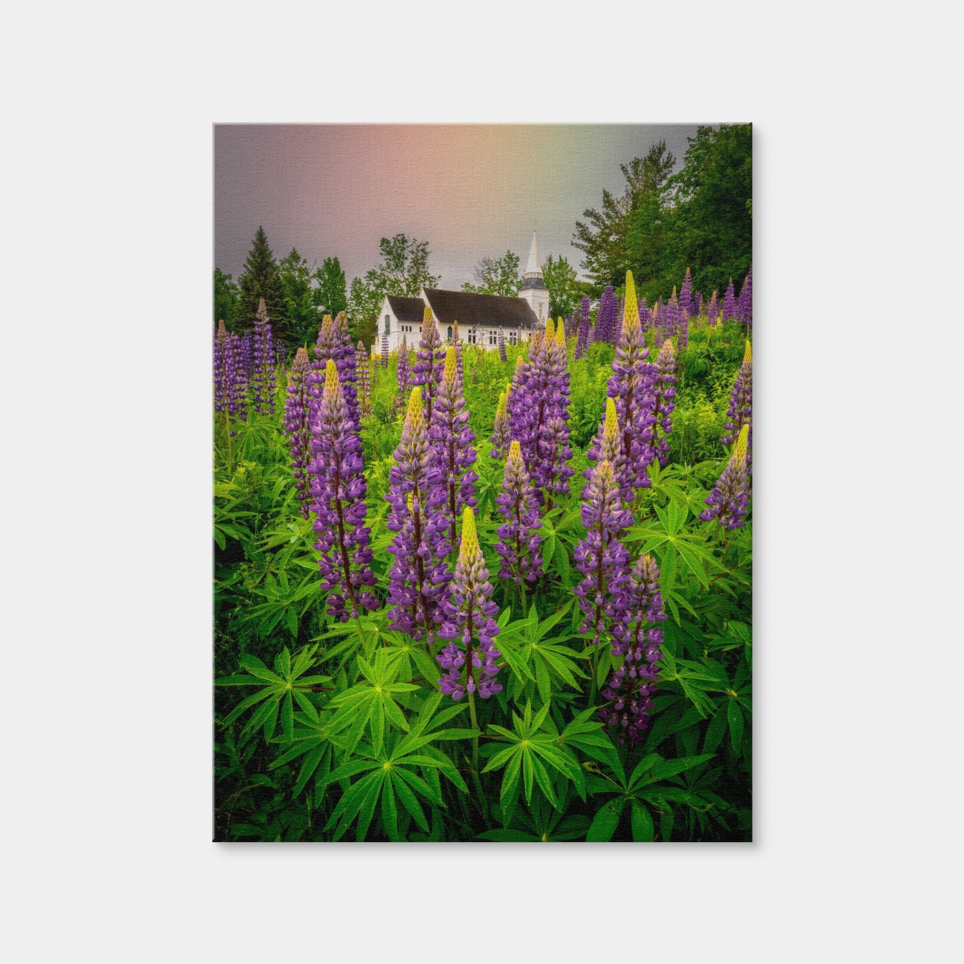 AUTO-MOCKUP WHITE | New Hampshire Lupines | 1 Piece | Gallery Wrap Canvas | group=3x4