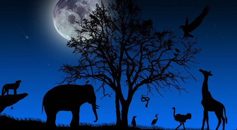 Nights in Africa Wall Art