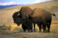 North American Buffalo Wall Art