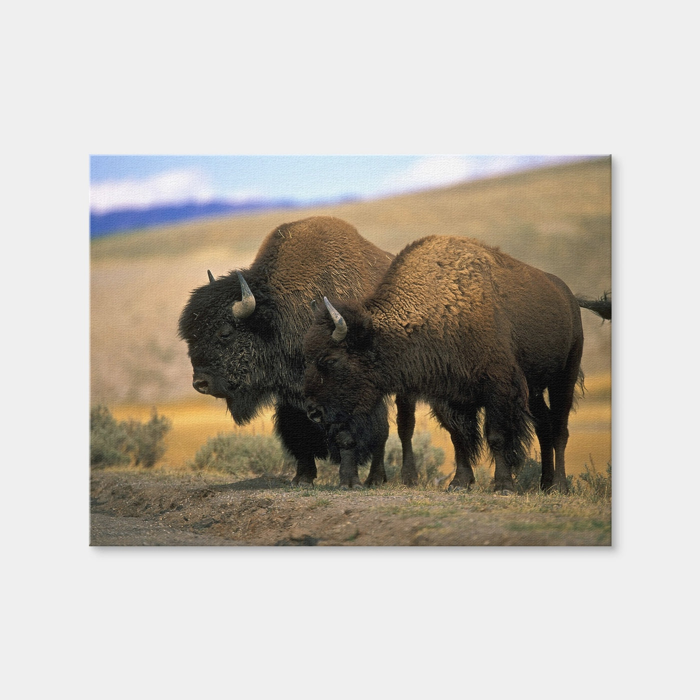 AUTO-MOCKUP WHITE | North American Buffalo | 1 Piece | Gallery Wrap | group=4x3