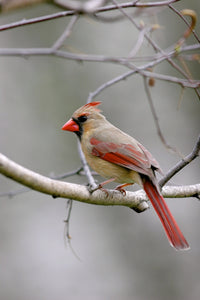 Northern Cardinal Female Wall Art