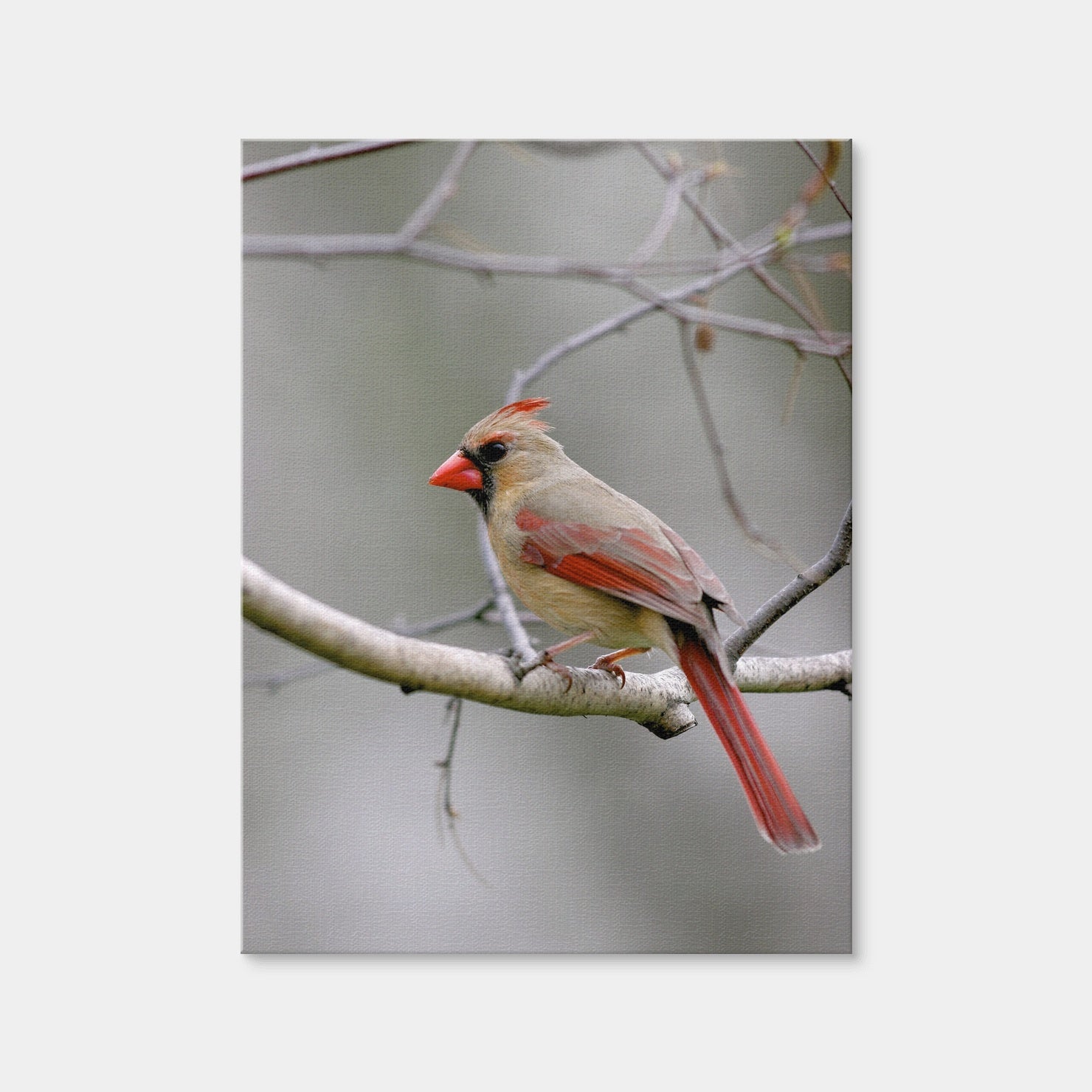 AUTO-MOCKUP WHITE | Northern Cardinal Female | 1 Piece | Gallery Wrap Canvas | group=3x4