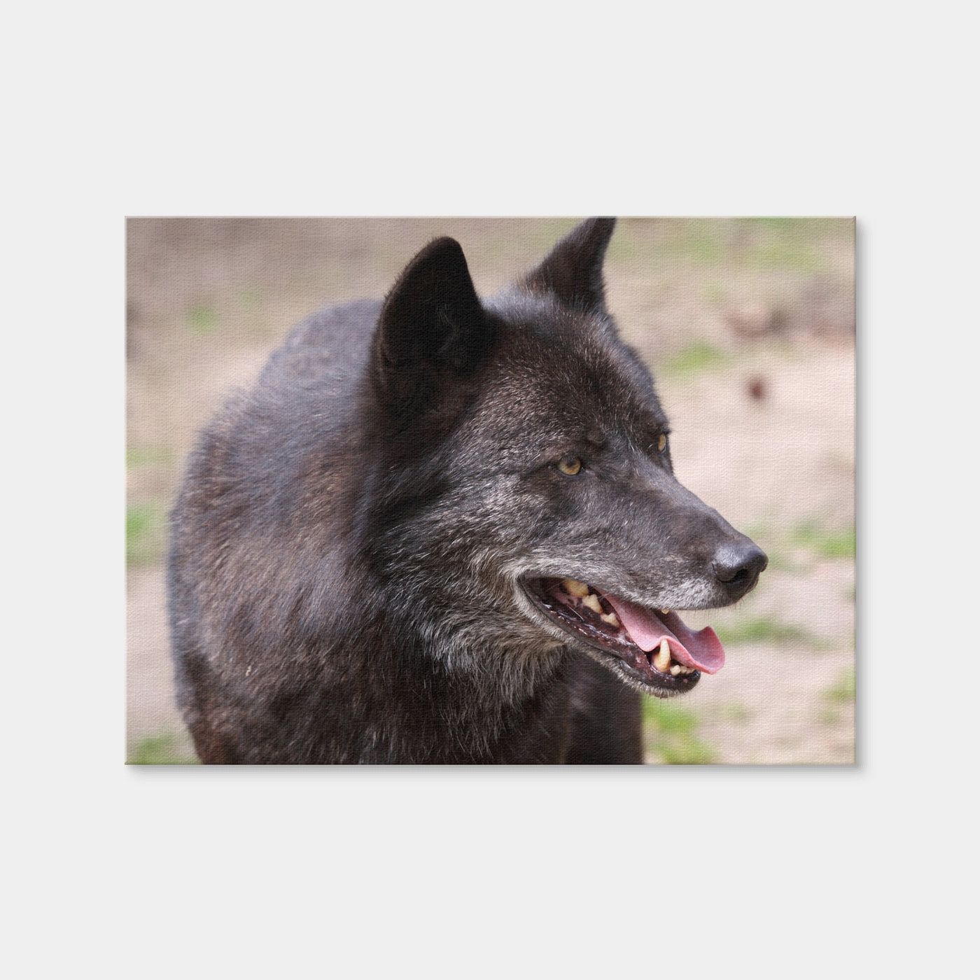 AUTO-MOCKUP WHITE | Older Black Wolf | 1 Piece | Gallery Wrap Canvas | group=4x3