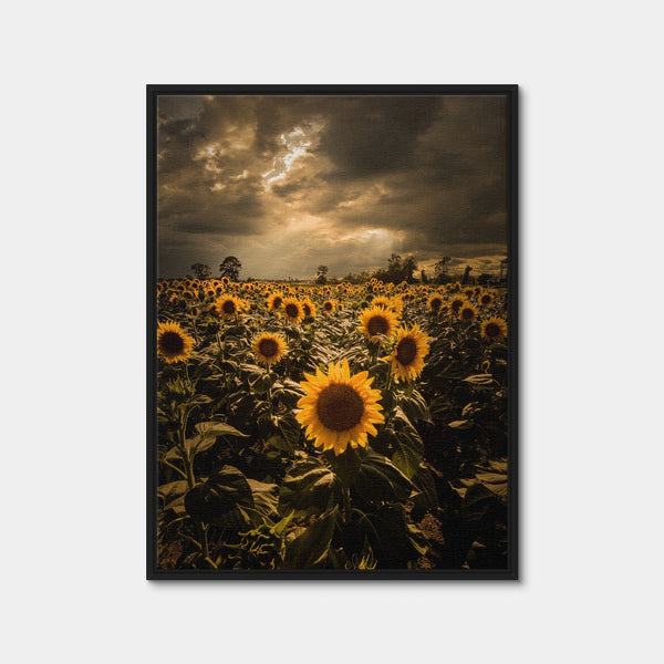 Overcast Sunflowers Wall Art — Framed Canvas Format preview