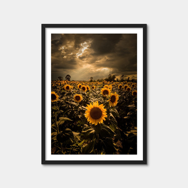Overcast Sunflowers Wall Art — Framed Print Format preview