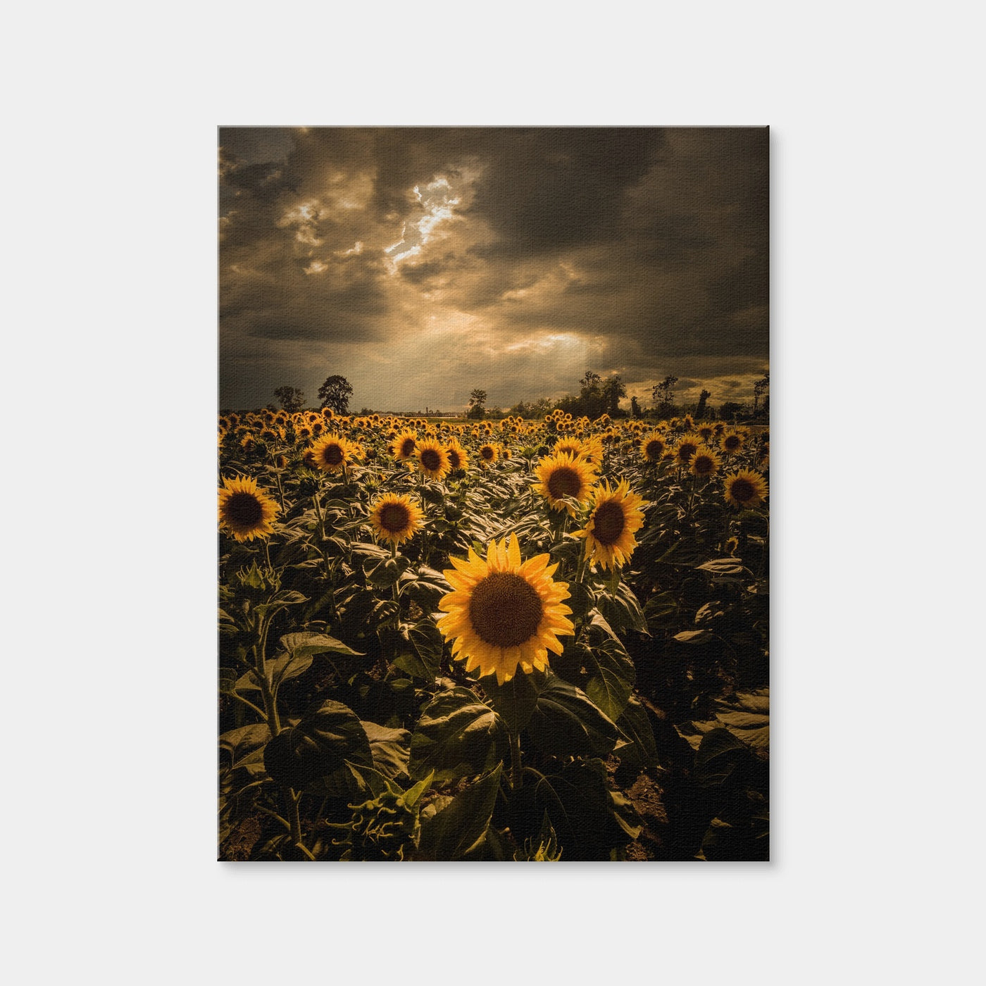 AUTO-MOCKUP WHITE | Overcast Sunflowers | 1 Piece | Gallery Wrap | group=3x4