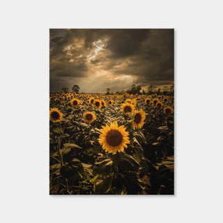 AUTO-MOCKUP WHITE | Overcast Sunflowers | 1 Piece | Gallery Wrap | group=3x4
