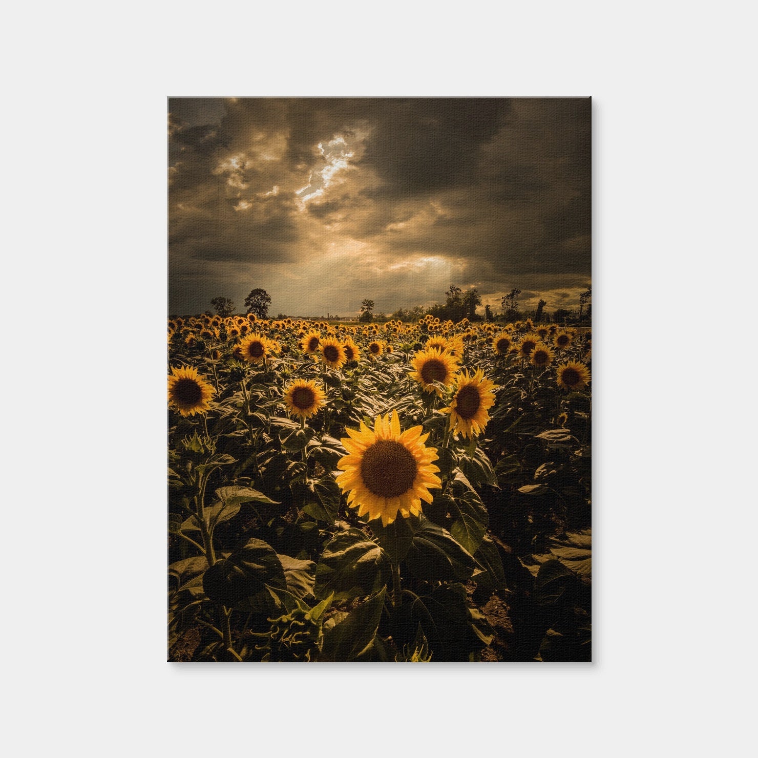AUTO-MOCKUP WHITE | Overcast Sunflowers | 1 Piece | Gallery Wrap | group=3x4