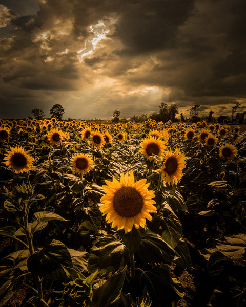 Overcast sunflowers Wall Art