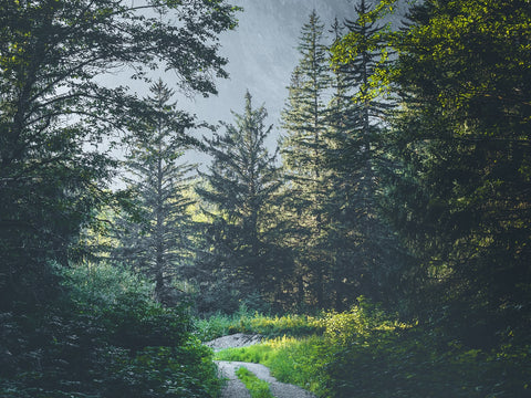 Overgrown Forest Path Wall Art