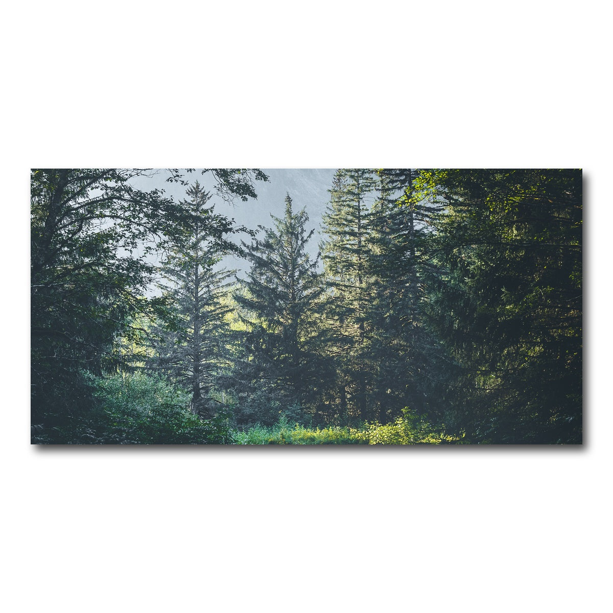 Overgrown Forest Path Wall Art