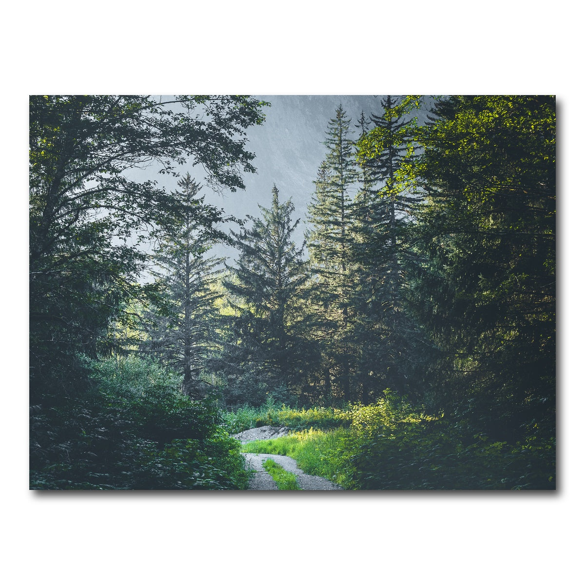 Overgrown Forest Path Wall Art