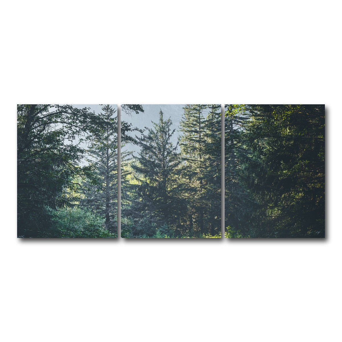 Overgrown Forest Path Wall Art