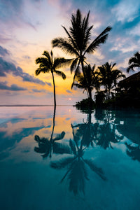 Palm Tree Reflection Wall Art