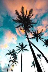 Palm Tree Sunrise Wall Art