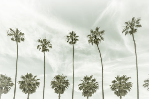 Palm Trees and Clouds Wall Art