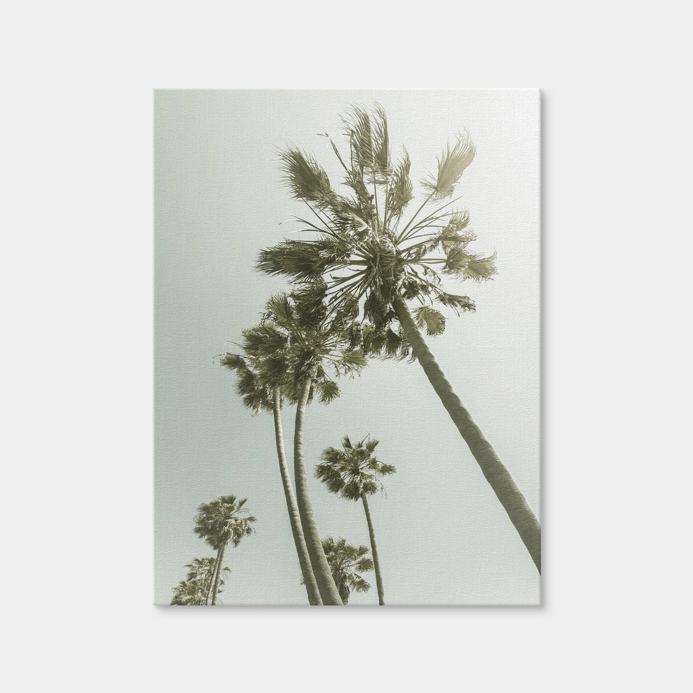 AUTO-MOCKUP WHITE | Palm Trees in the Sun | 1 Piece | Gallery Wrap | group=3x4