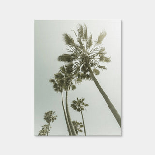 AUTO-MOCKUP WHITE | Palm Trees in the Sun | 1 Piece | Gallery Wrap | group=3x4