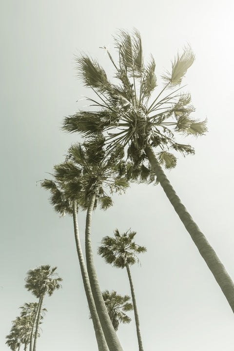 Palm Trees in the sun Wall Art
