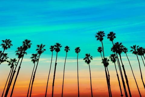 Palm tree Sunset Santa Barbara Wall Art