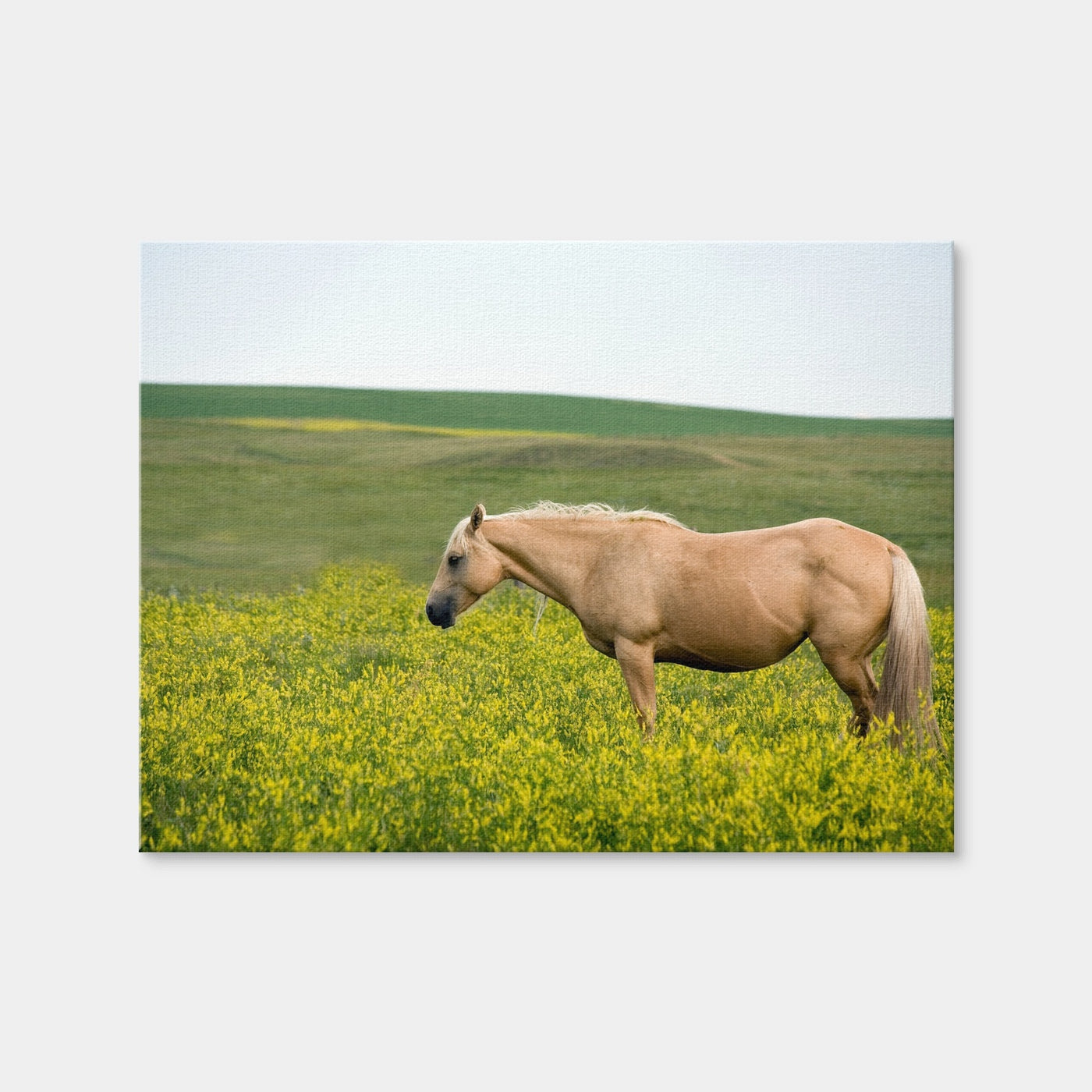 AUTO-MOCKUP WHITE | Palomino Quarter Horse | 1 Piece | Gallery Wrap | group=4x3