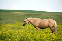 Palomino quarter horse Wall Art