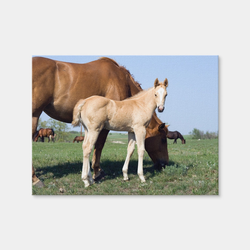AUTO-MOCKUP WHITE | Palomino Quarter Horse Foal and Mare | 1 Piece | Gallery Wrap Canvas | group=4x3