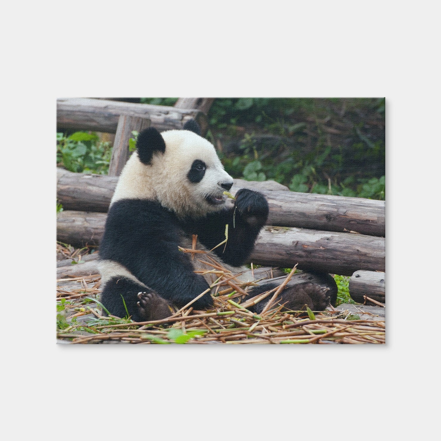 AUTO-MOCKUP WHITE | Panda Bear Eating Bamboo | 1 Piece | Gallery Wrap Canvas | group=4x3