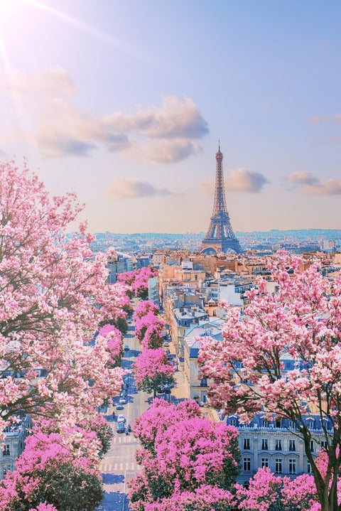 Paris Sakura Wall Art