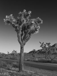 Park Boulevard and Joshua Tree Wall Art