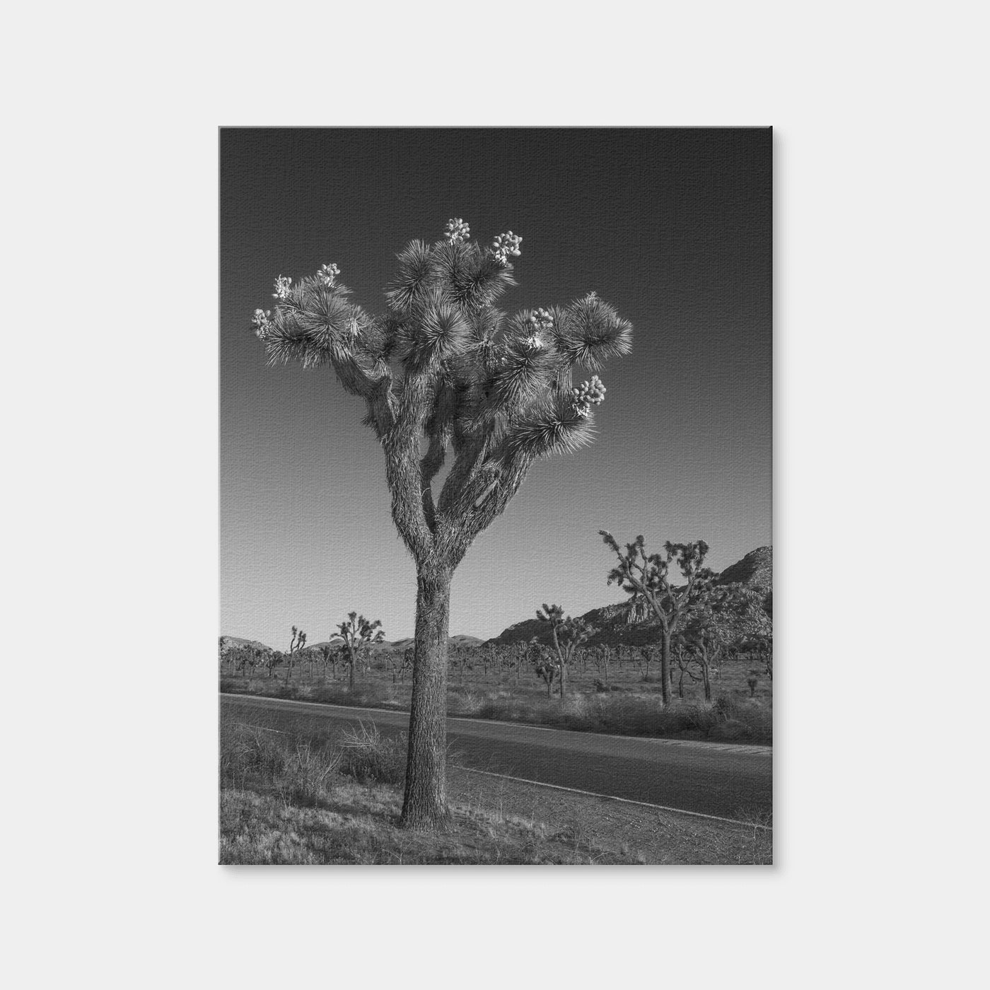 AUTO-MOCKUP WHITE | Park Boulevard and Joshua Tree | 1 Piece | Gallery Wrap | group=3x4