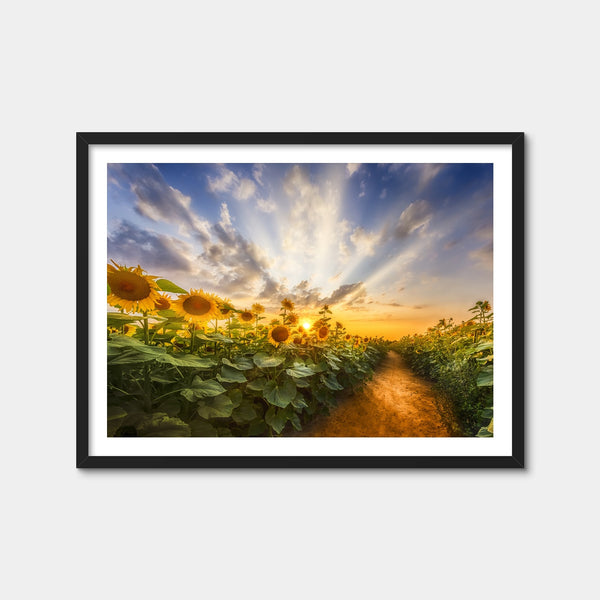 Path Through the Sunflower Field Wall Art — Framed Print Format preview