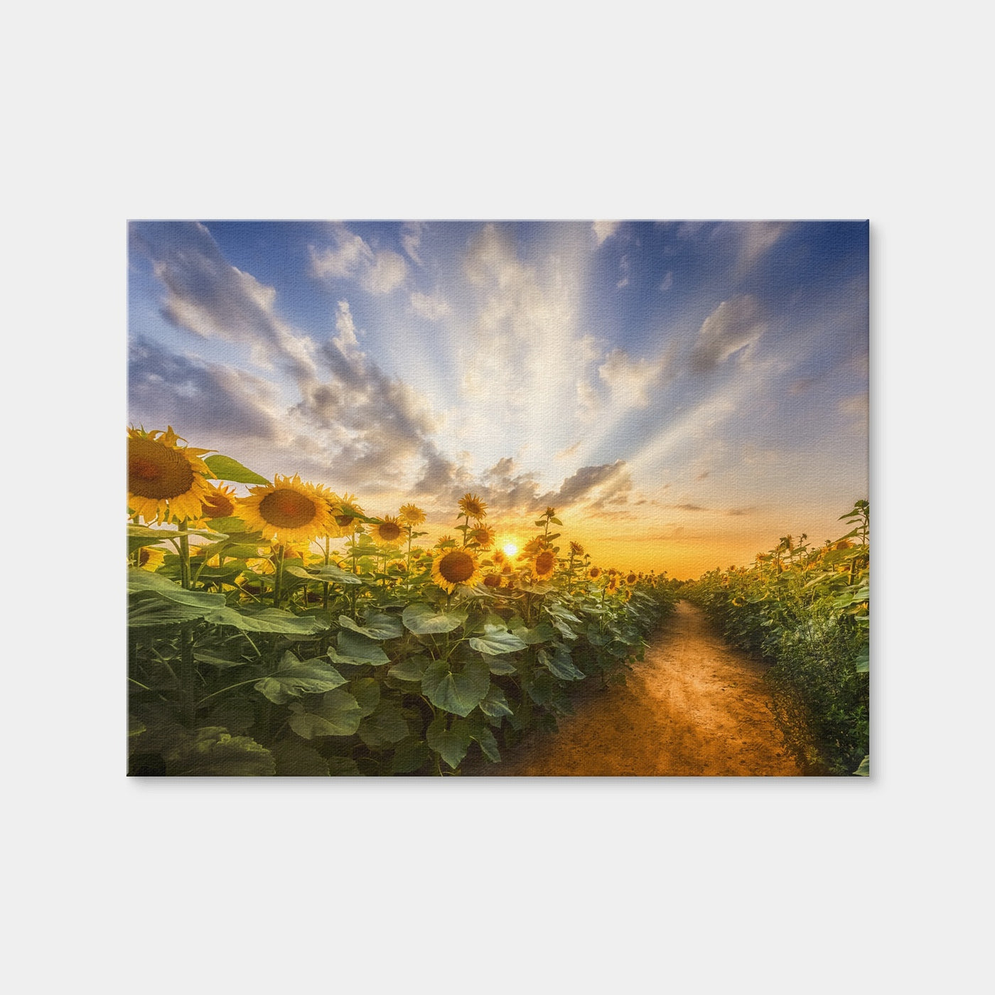 AUTO-MOCKUP WHITE | Path Through the Sunflower Field | 1 Piece | Gallery Wrap | group=4x3