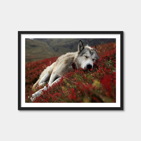 Peaceful Pup Wall Art — Framed Print Format preview