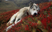 Peaceful pup Wall Art