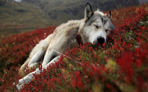 Peaceful pup Wall Art