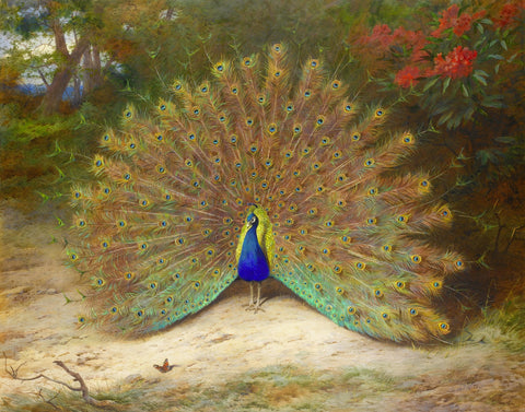 Peacock and Butterfly Wall Art