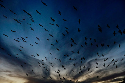 Pelican Migration Louisiana Wall Art