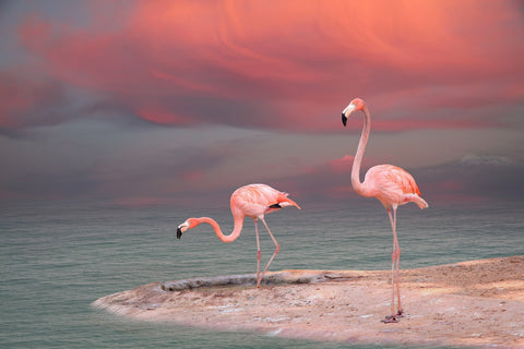Pink Flamingo's on the Coast Wall Art