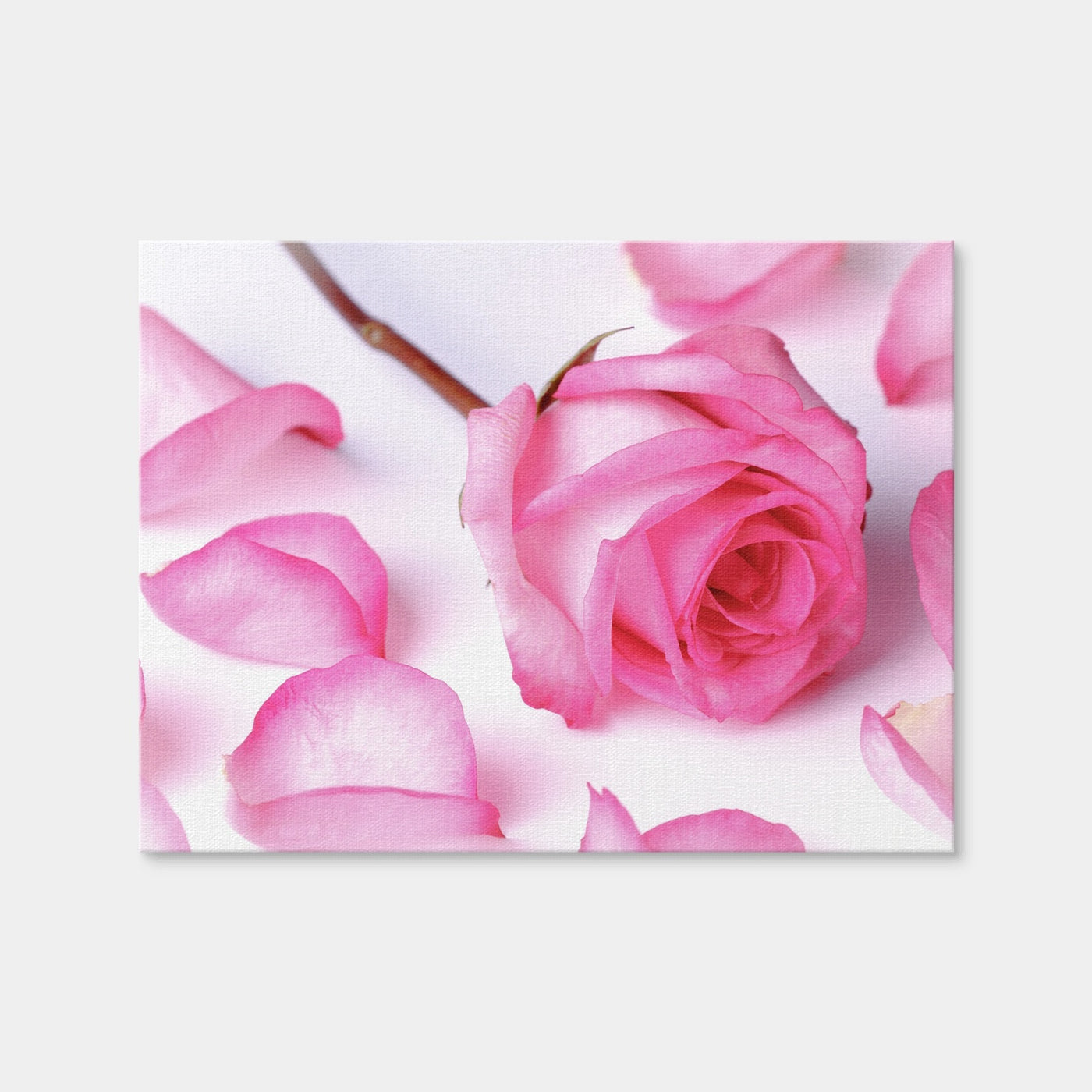 AUTO-MOCKUP WHITE | Pink Rose Petals | 1 Piece | Gallery Wrap | group=4x3