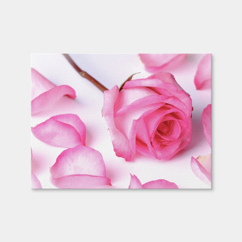 AUTO-MOCKUP WHITE | Pink Rose Petals | 1 Piece | Gallery Wrap | group=4x3