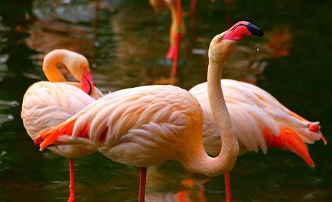 Pink flamingo birds Wall Art
