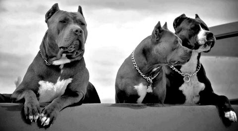 Pit bulls Wall Art