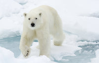Polar Bear Wall Art